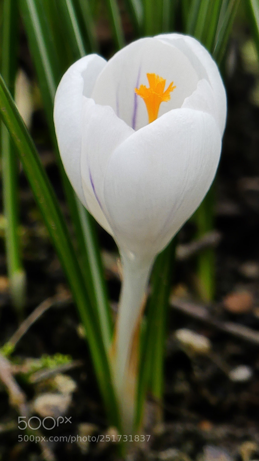 Panasonic Lumix DMC-FZ300 sample photo. White crocus.... photography