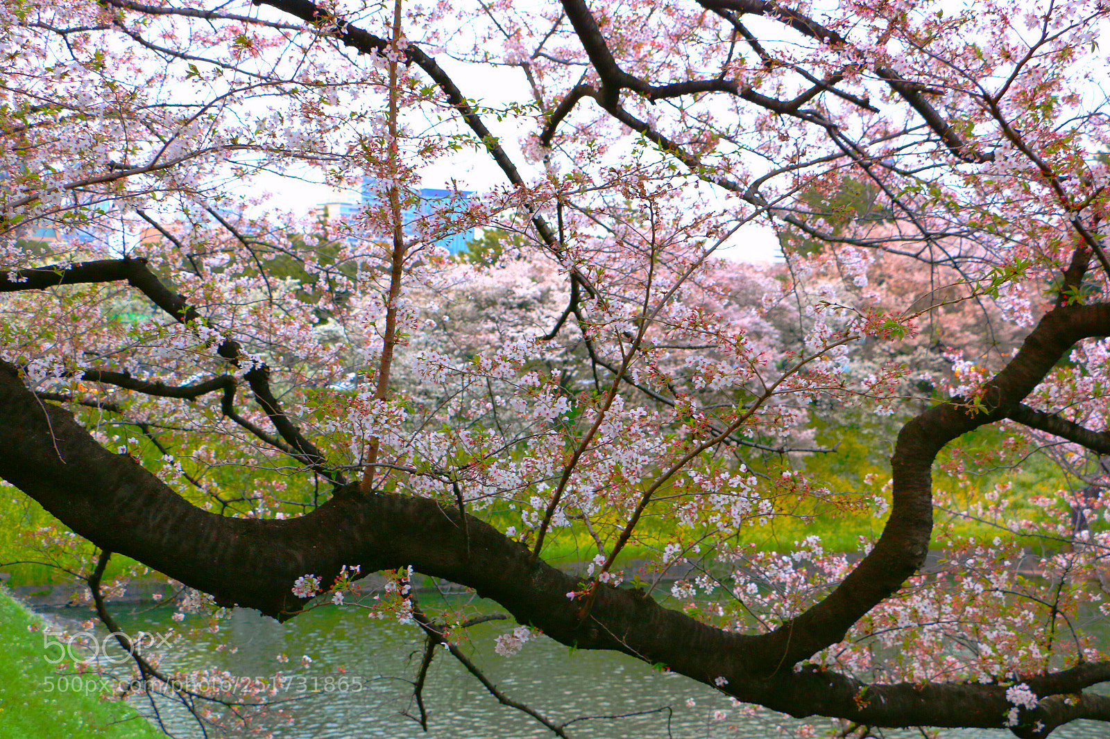 Canon EOS 70D sample photo. Sakura photography