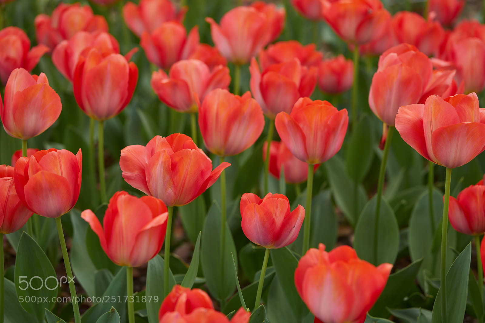 Sony a7 sample photo. Flowers 6357 photography