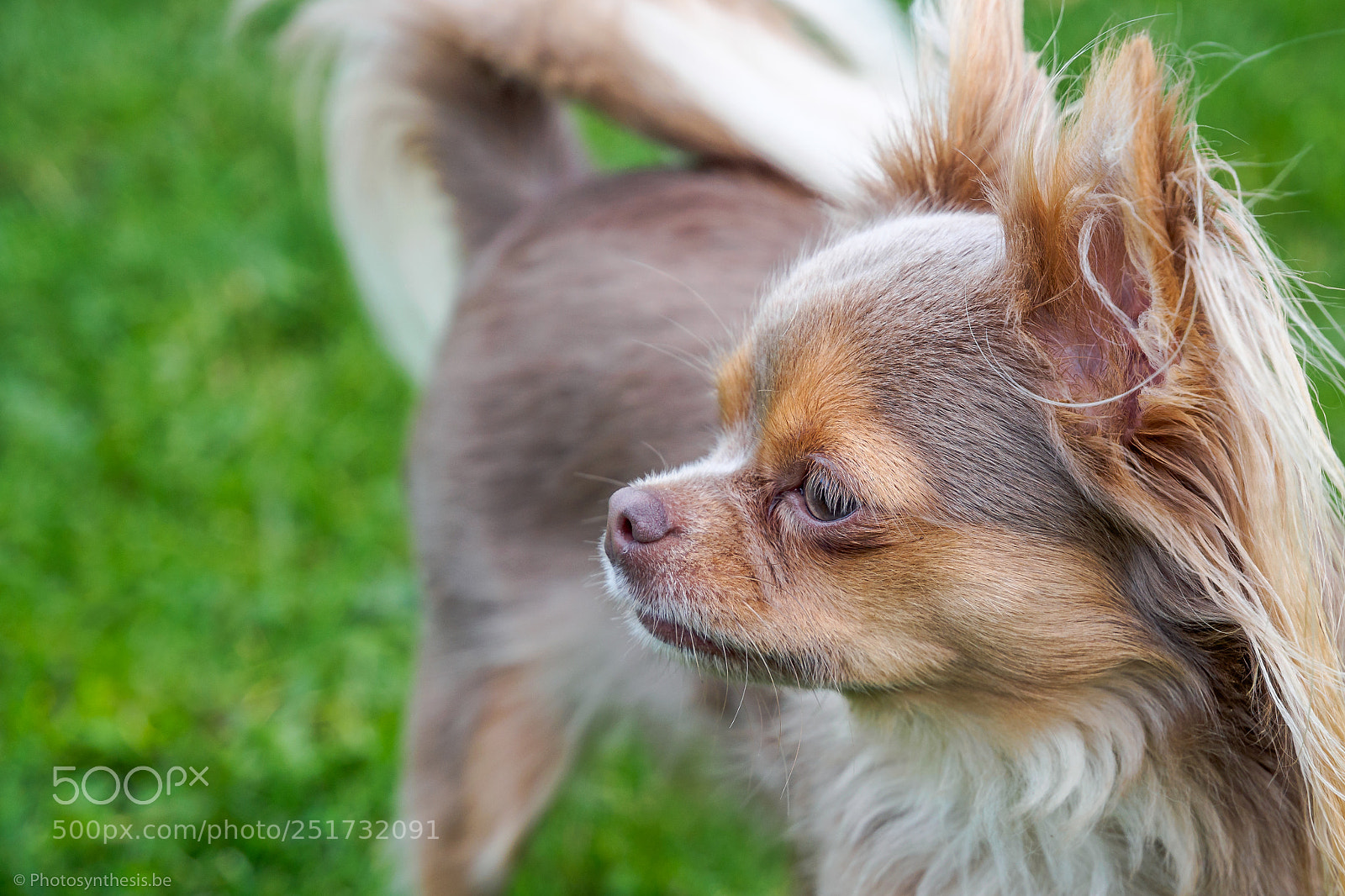 Olympus OM-D E-M10 sample photo. Chihuahua bowie - close-up photography