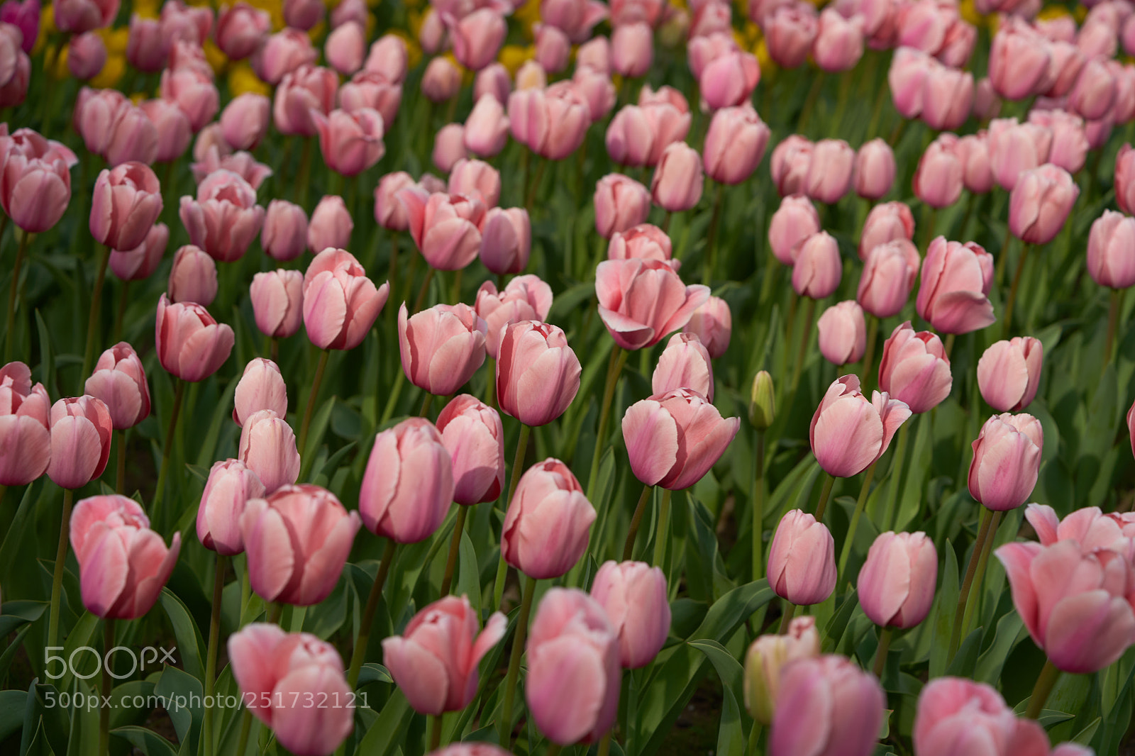 Sony a7 sample photo. Flowers 6358 photography