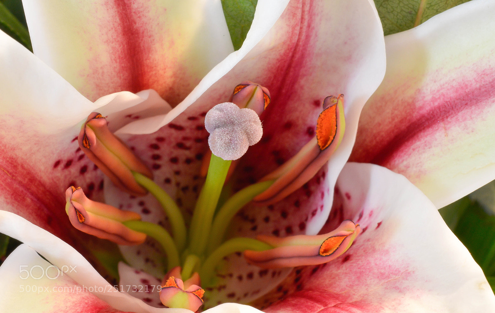 Nikon D3200 sample photo. Easter lily photography