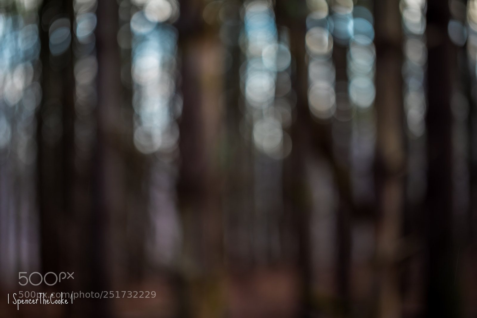 Canon EOS 5D Mark IV sample photo. The forest was all photography