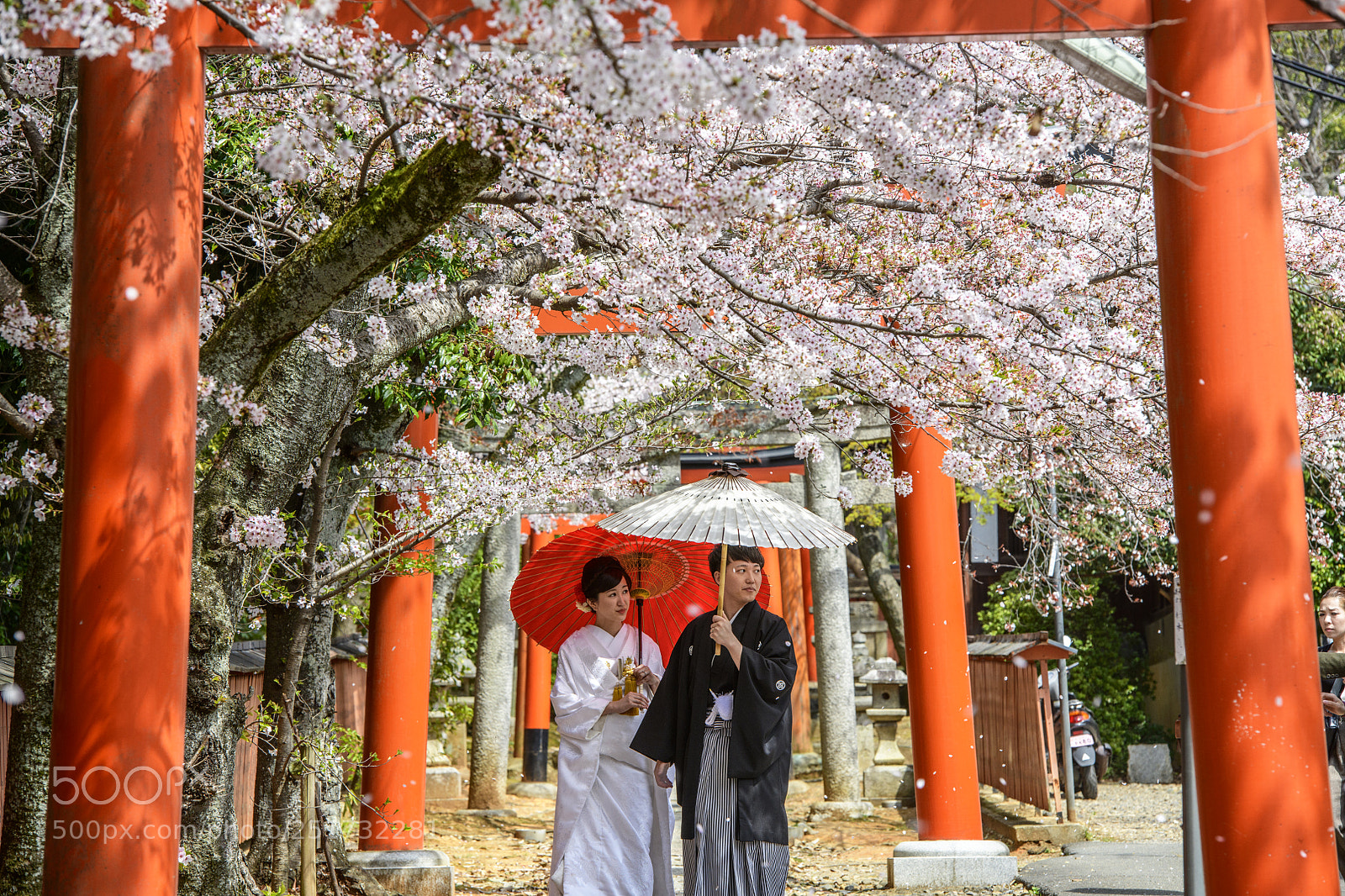 Nikon D850 sample photo. Sakura wedding, kyoto japan photography