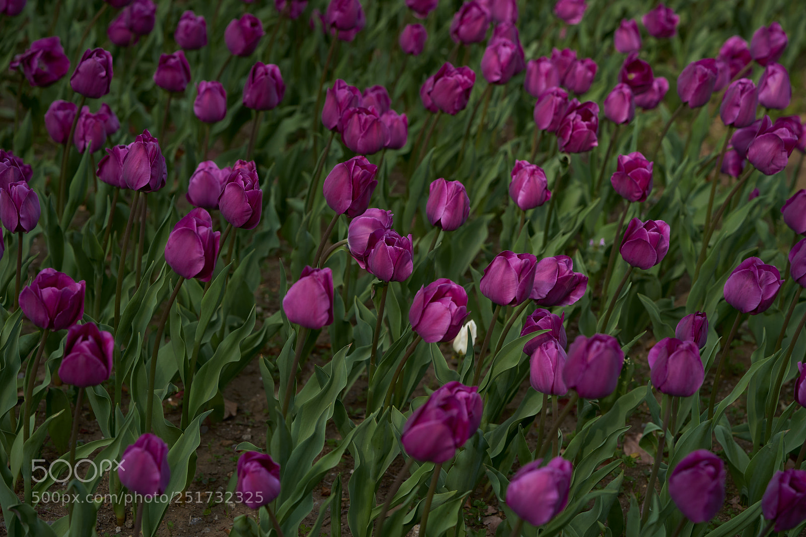 Sony a7 sample photo. Flowers 6359 photography