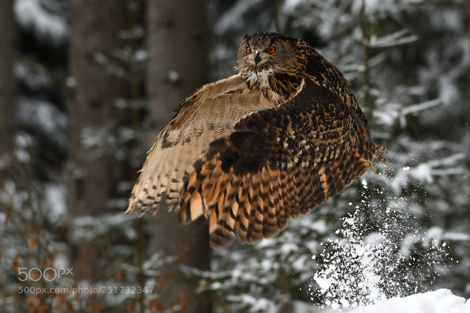 Nikon D500 sample photo. Owl (bubo bubo) photography
