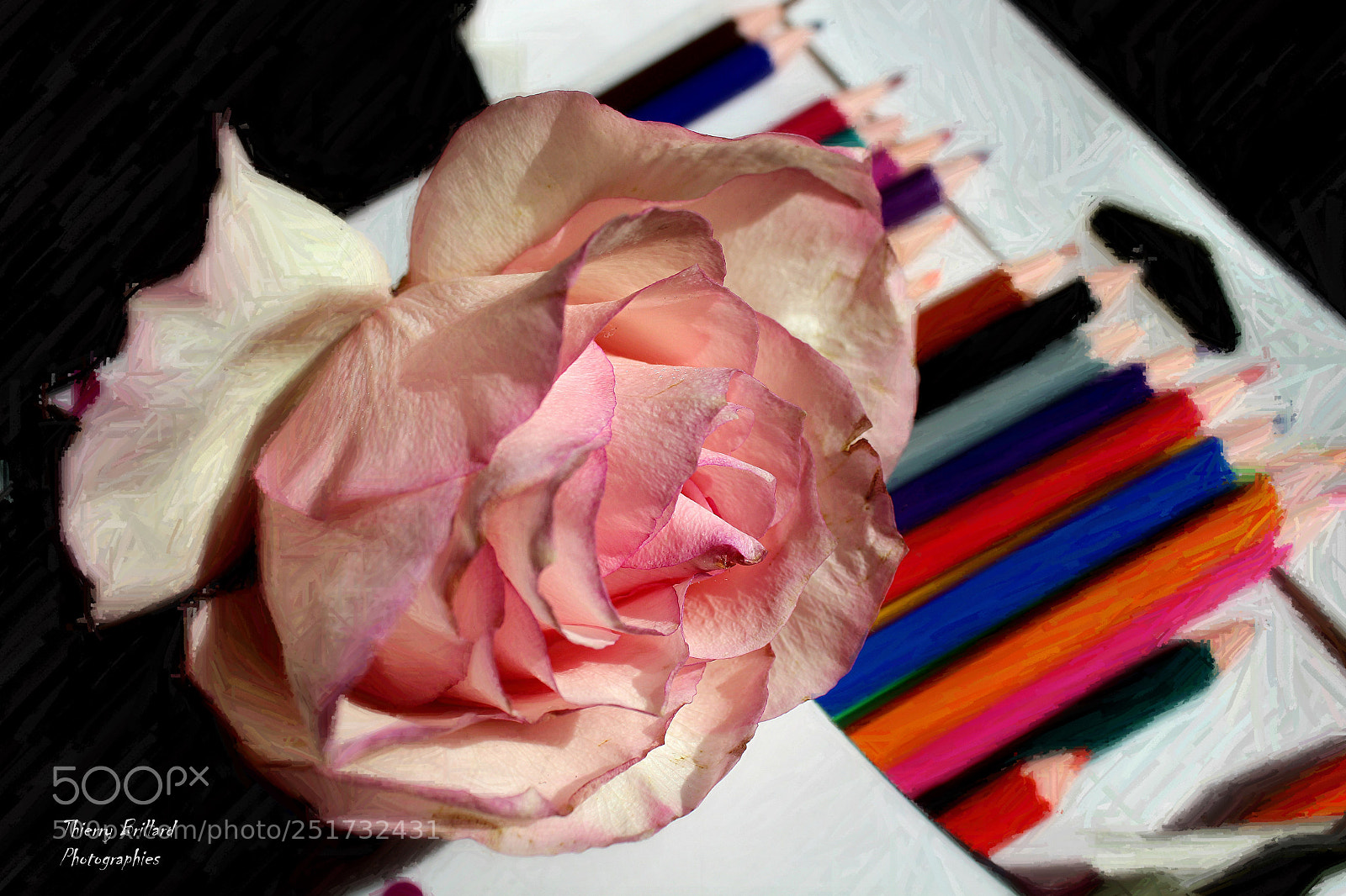 Canon EOS 600D (Rebel EOS T3i / EOS Kiss X5) sample photo. Dessines-moi une rose photography