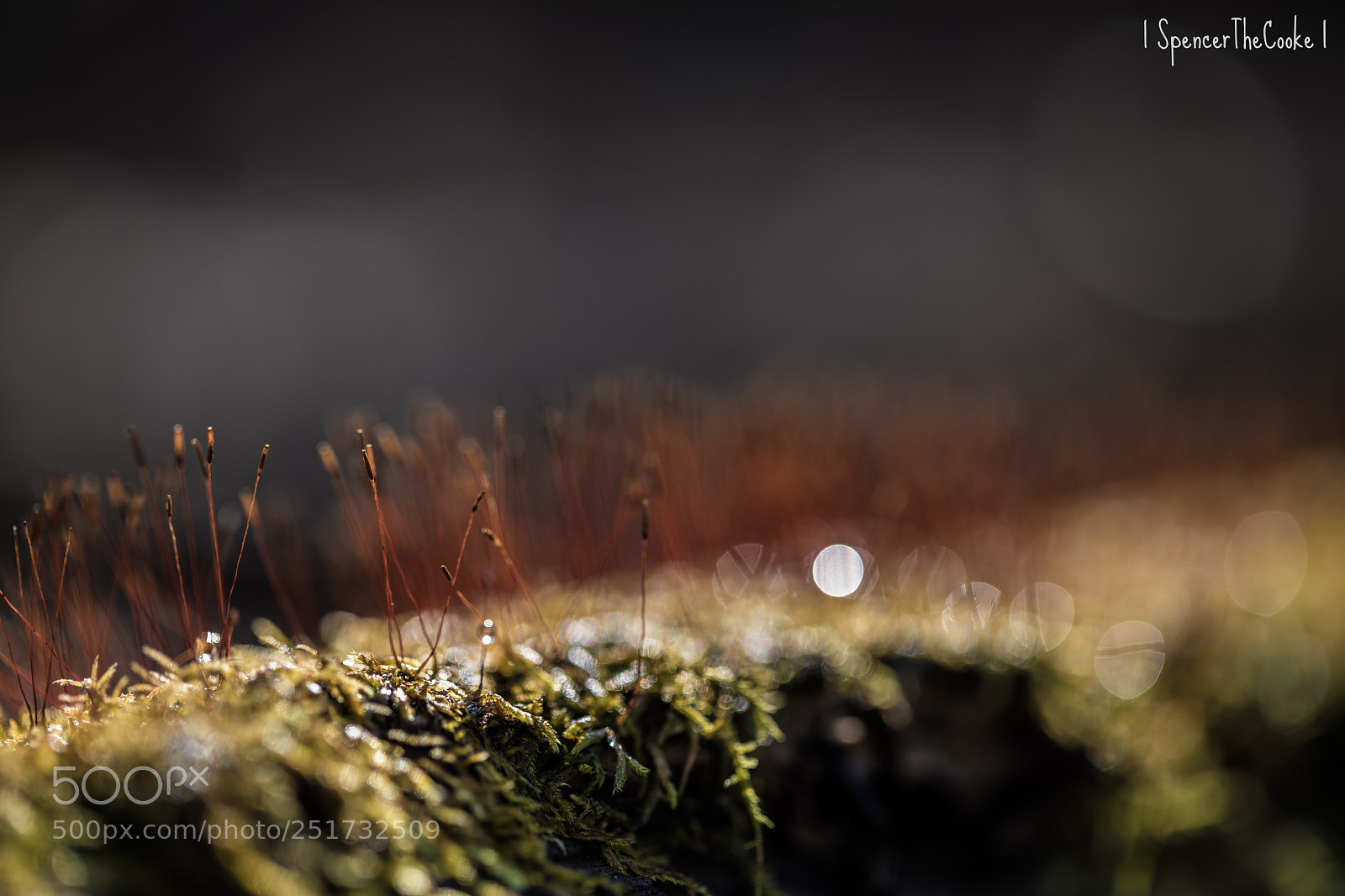 Canon EOS 5D Mark IV sample photo. Moist moss photography