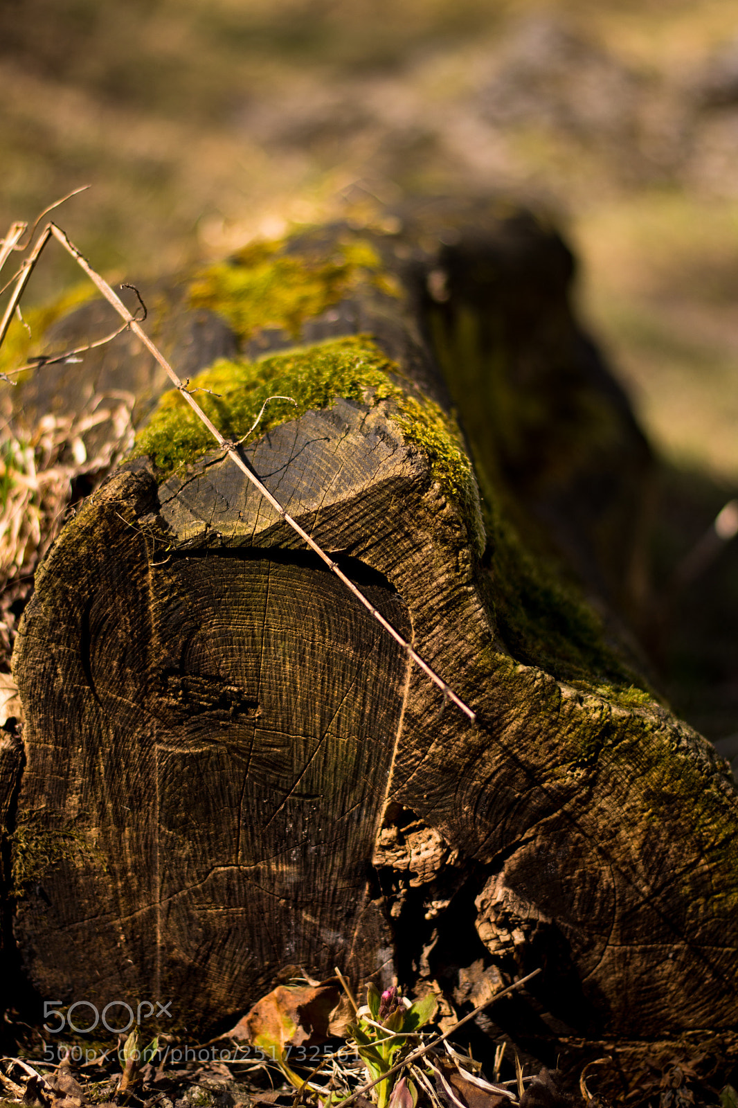 Nikon D7200 sample photo. Tix photography