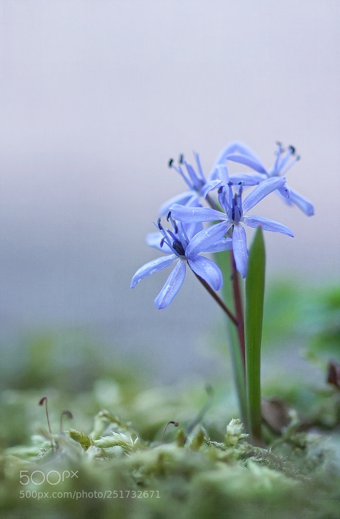Sony SLT-A77 sample photo. *** photography