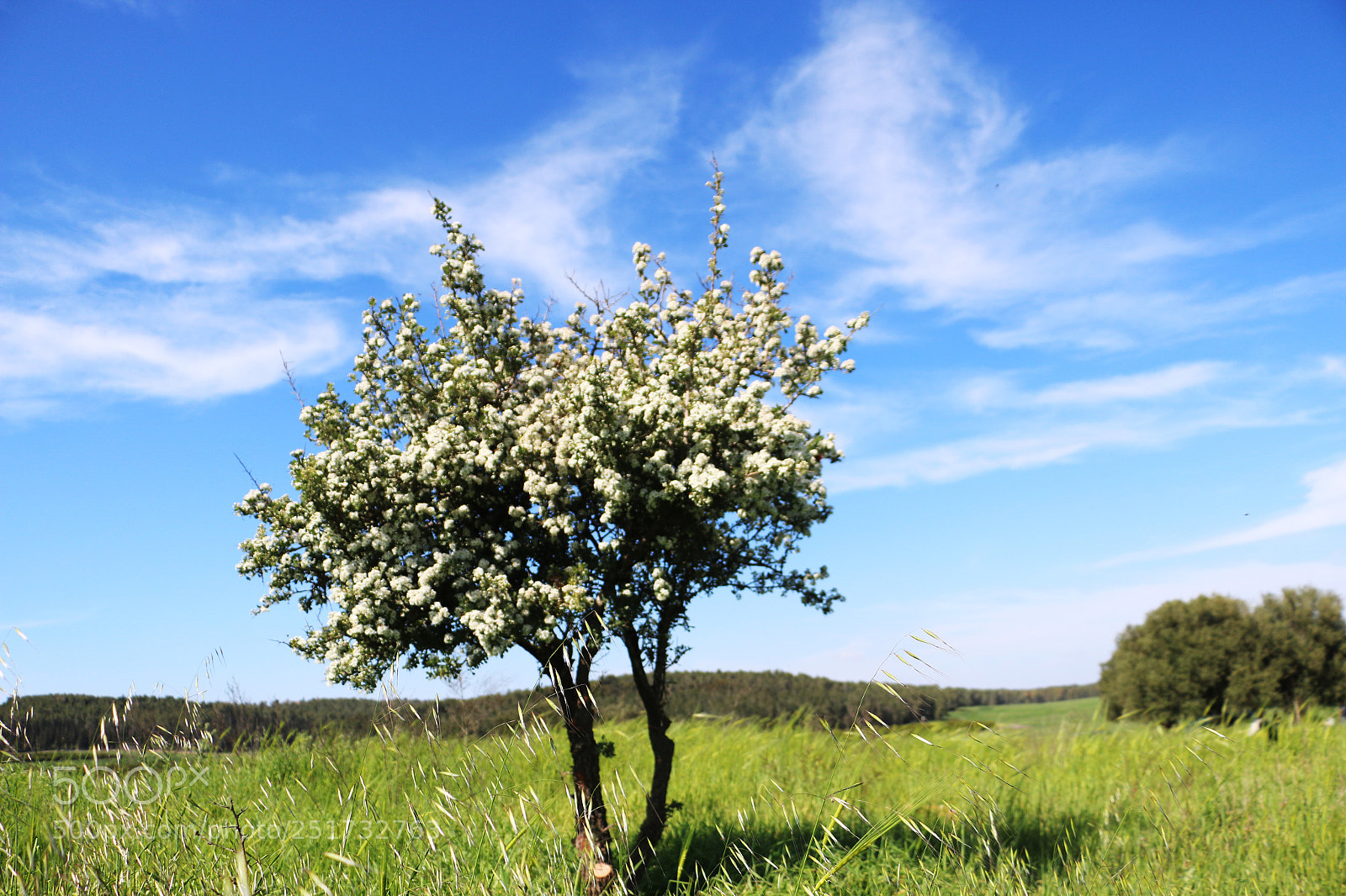 Canon EOS 70D sample photo. Spring around photography