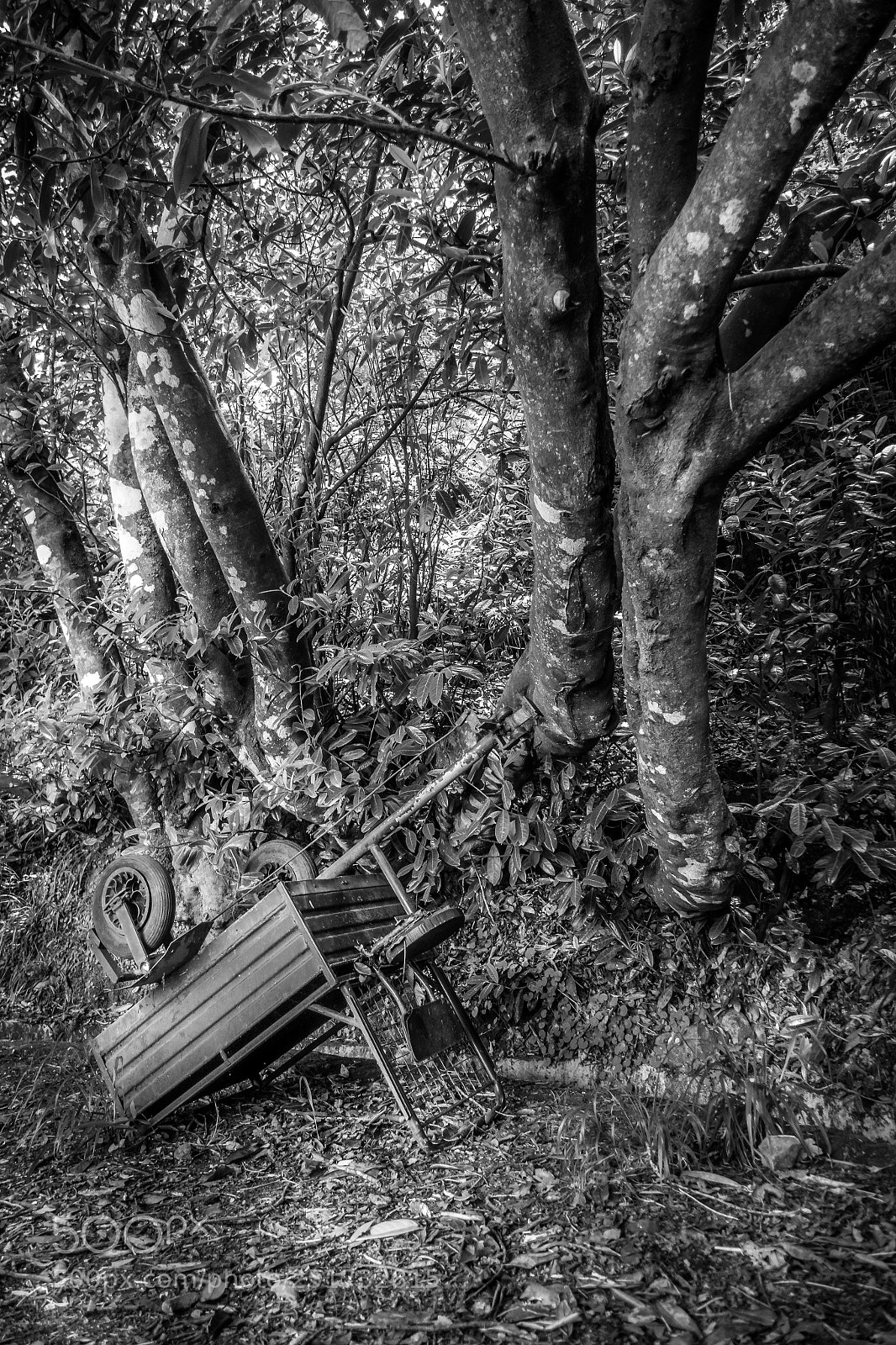 Sony Cyber-shot DSC-RX100 III sample photo. Cart on path 1 photography