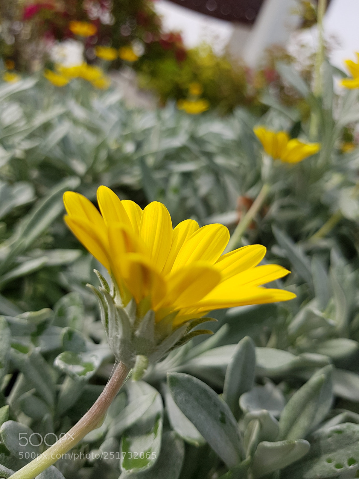 Samsung Galaxy S7 Edge sample photo. Untitled photography