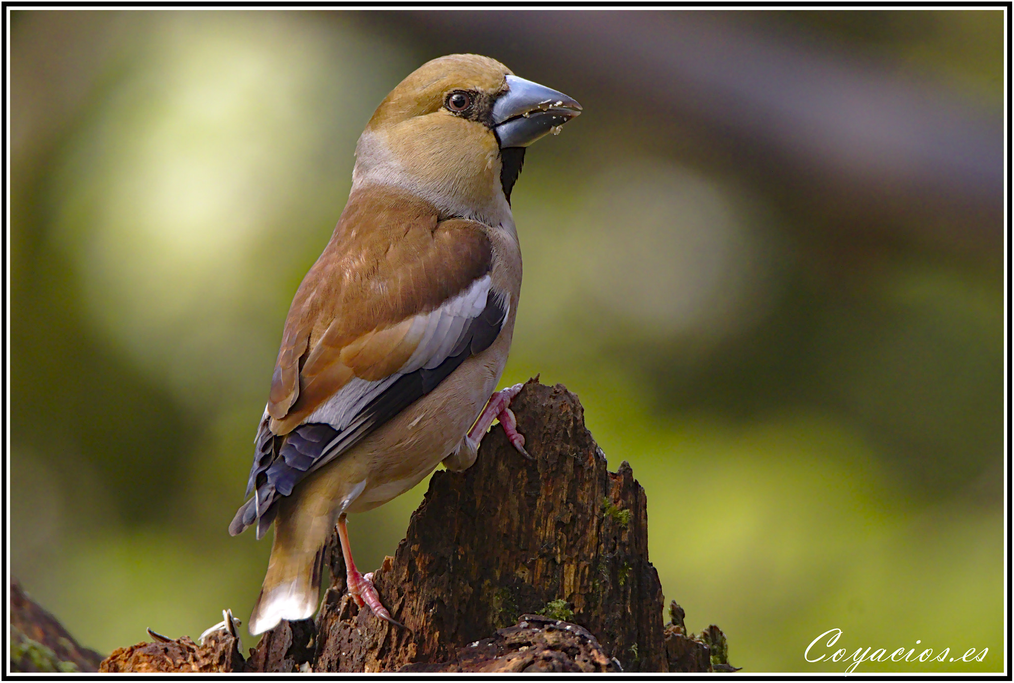 Canon EOS 7D Mark II sample photo. Picogordo (coccothraustes coccothraustes) photography