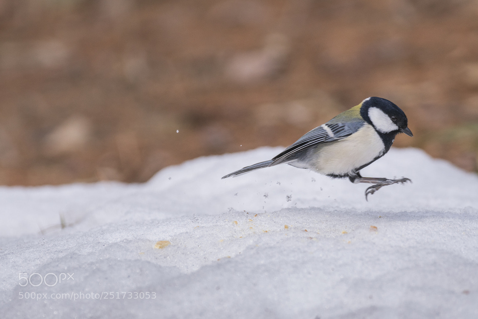 Sony a6300 sample photo. Jumping bird photography