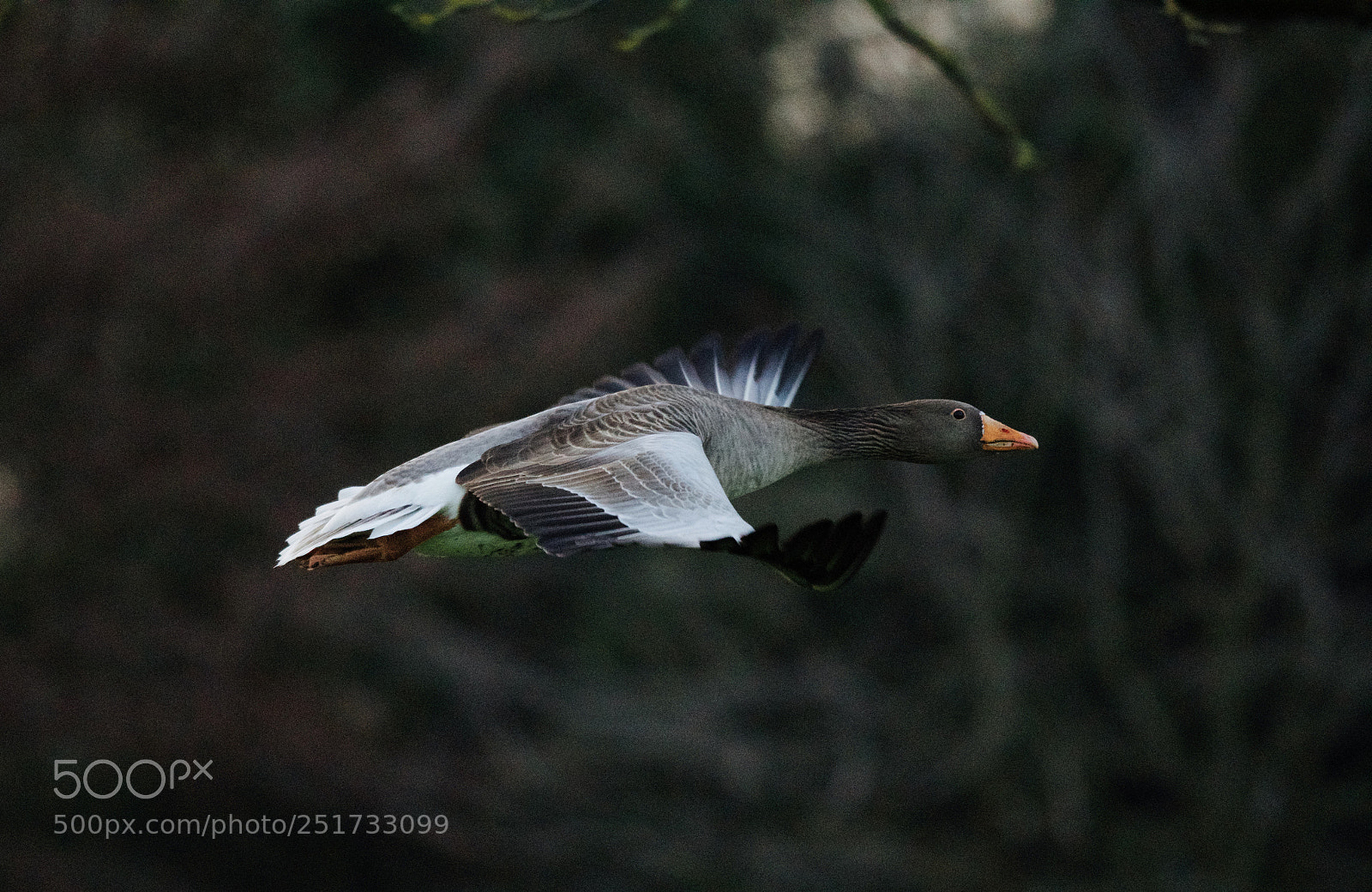 Nikon D500 sample photo. Evening flight photography