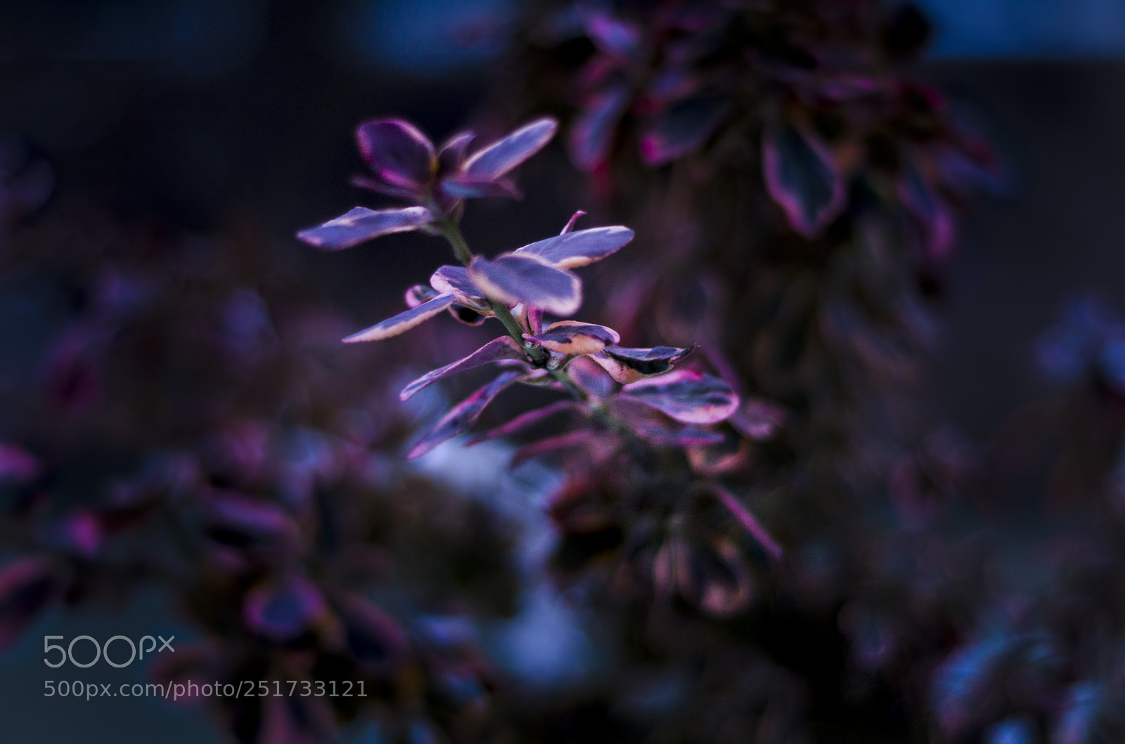Nikon D7000 sample photo. Leavesfromanotherworld.jpg photography