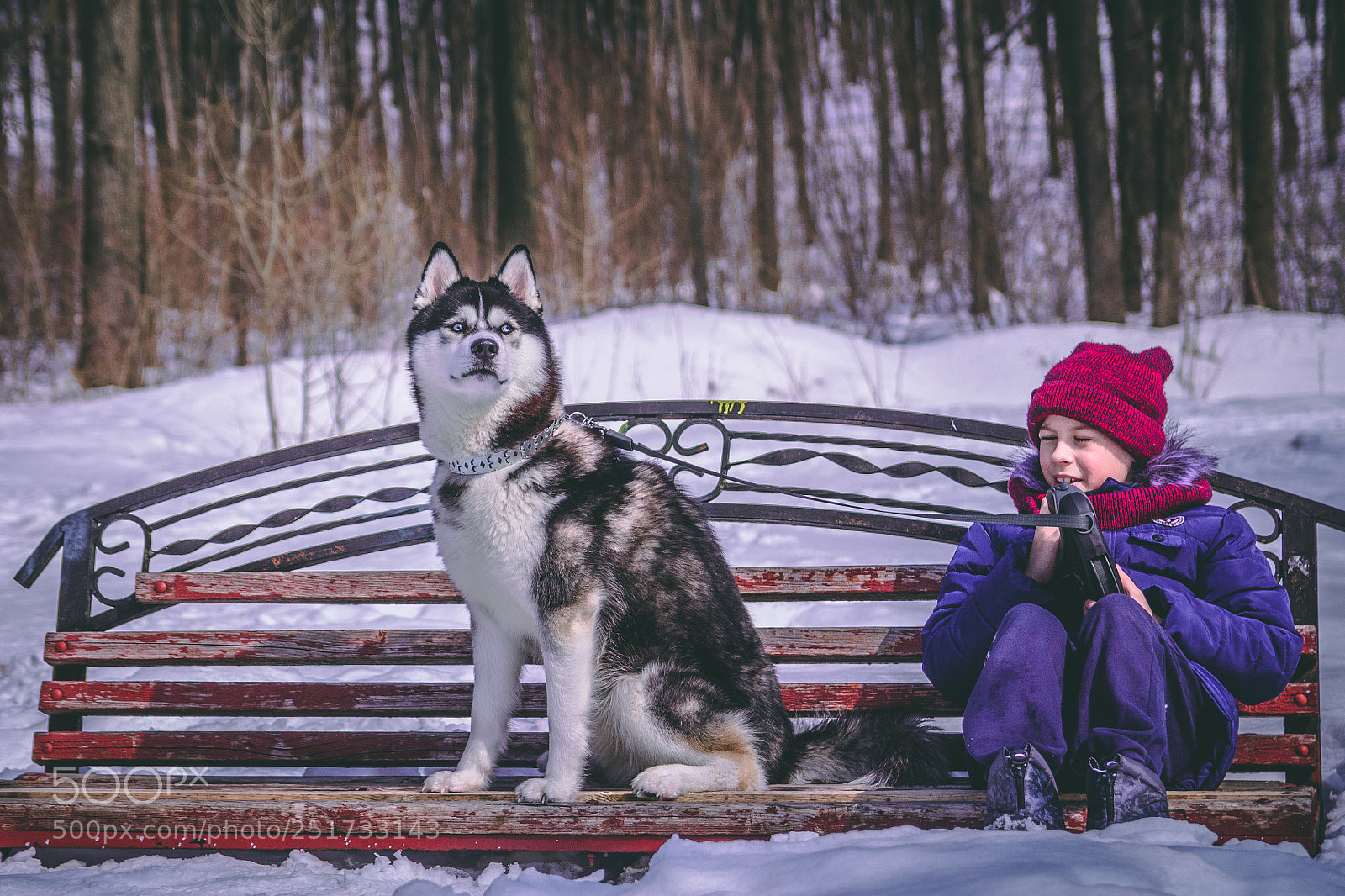 Canon EOS 700D (EOS Rebel T5i / EOS Kiss X7i) sample photo. Husky photography