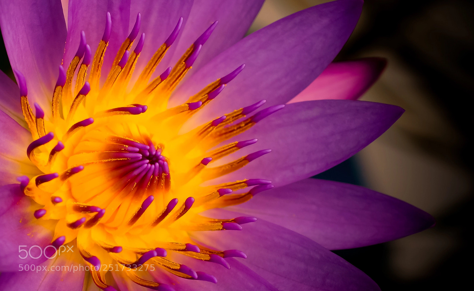 Sony a6000 sample photo. Burning heart photography