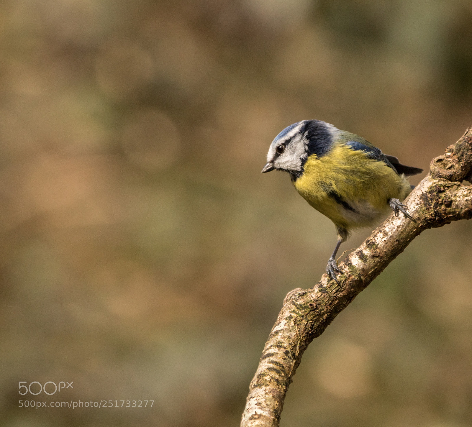 Canon EOS 750D (EOS Rebel T6i / EOS Kiss X8i) sample photo. Blue tit photography