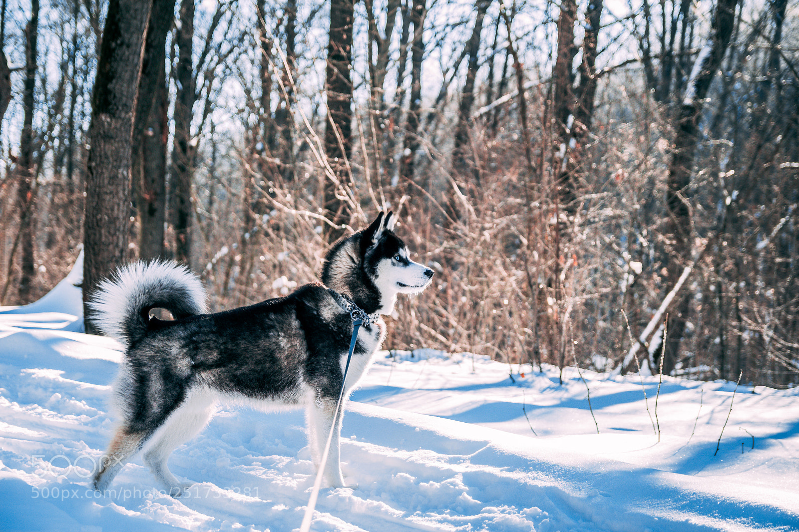 Canon EOS 700D (EOS Rebel T5i / EOS Kiss X7i) sample photo. Husky photography