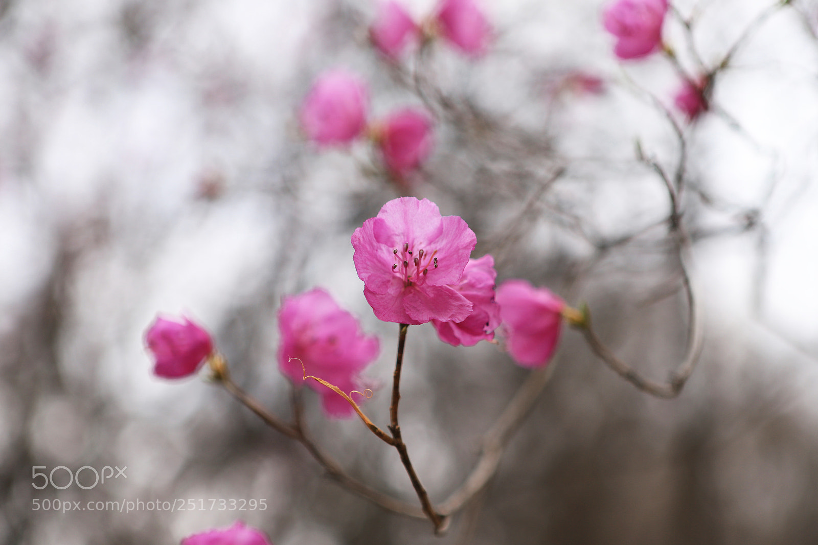 Canon EOS 6D Mark II sample photo. Pinky photography