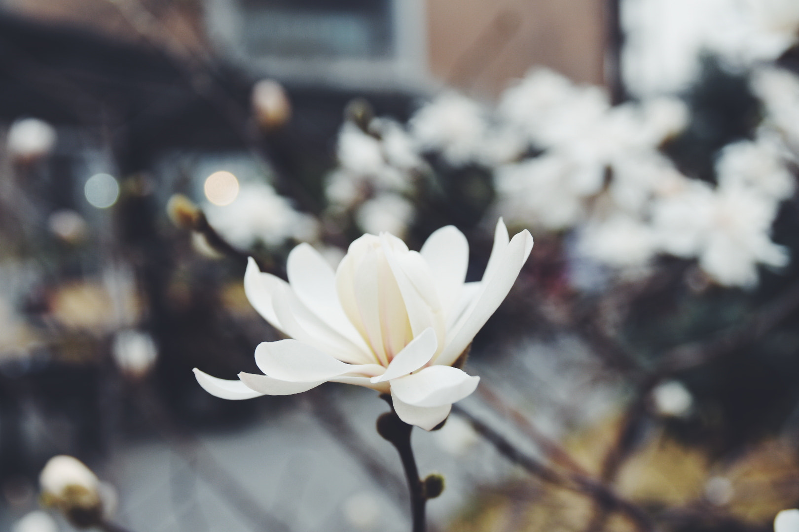 Sigma 17-70mm F2.8-4 DC Macro OS HSM | C sample photo. Processed with vsco with f2 preset photography