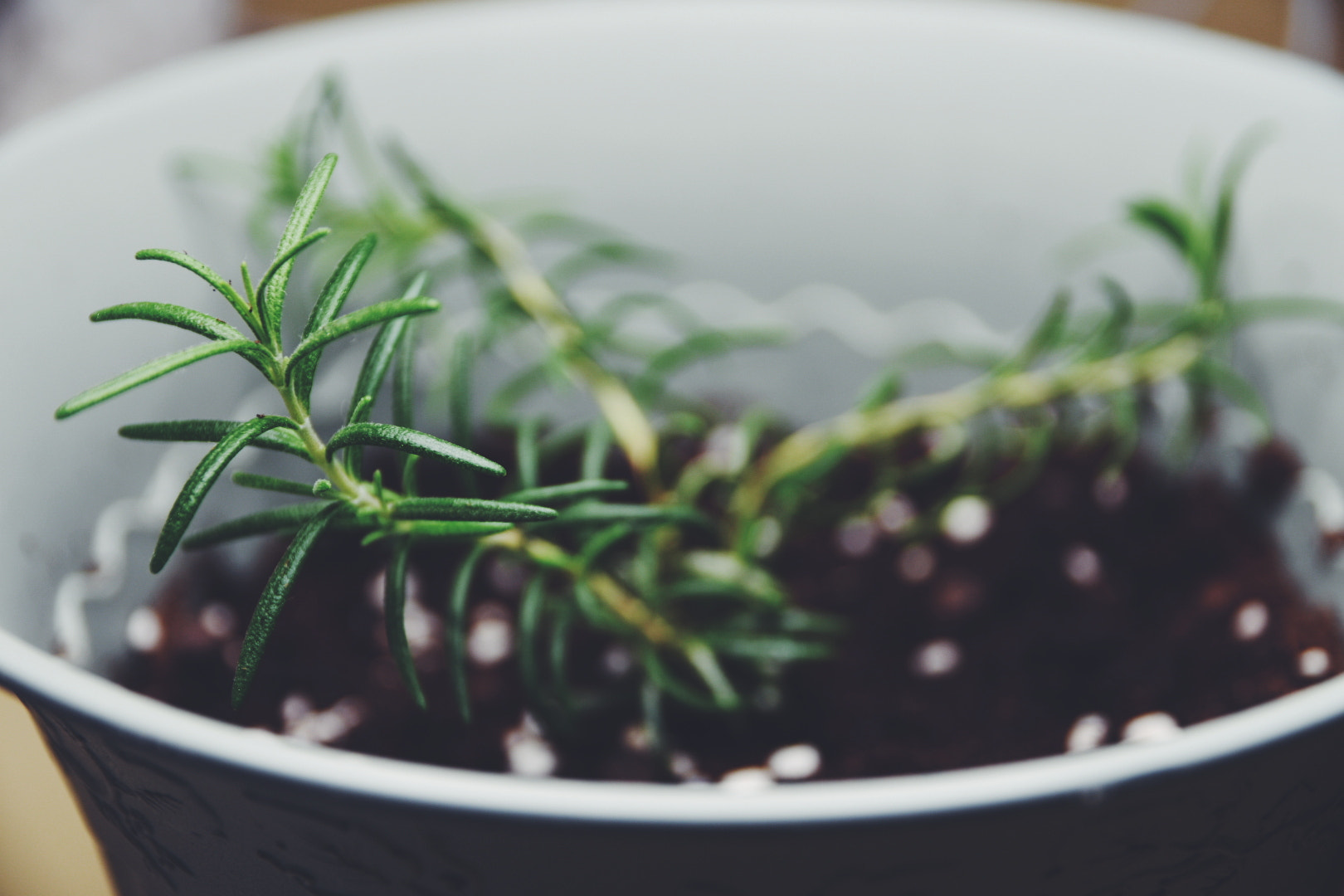 Sigma 17-70mm F2.8-4 DC Macro OS HSM | C sample photo. Processed with vsco with f2 preset photography