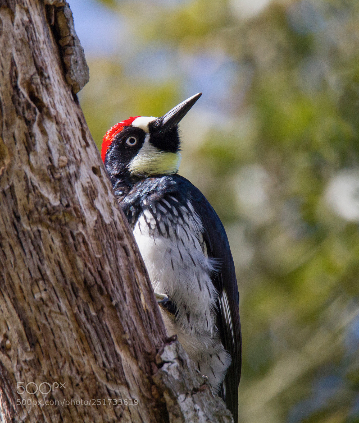 Canon EOS 7D sample photo. Acorn woodpecker elkhorn slough photography