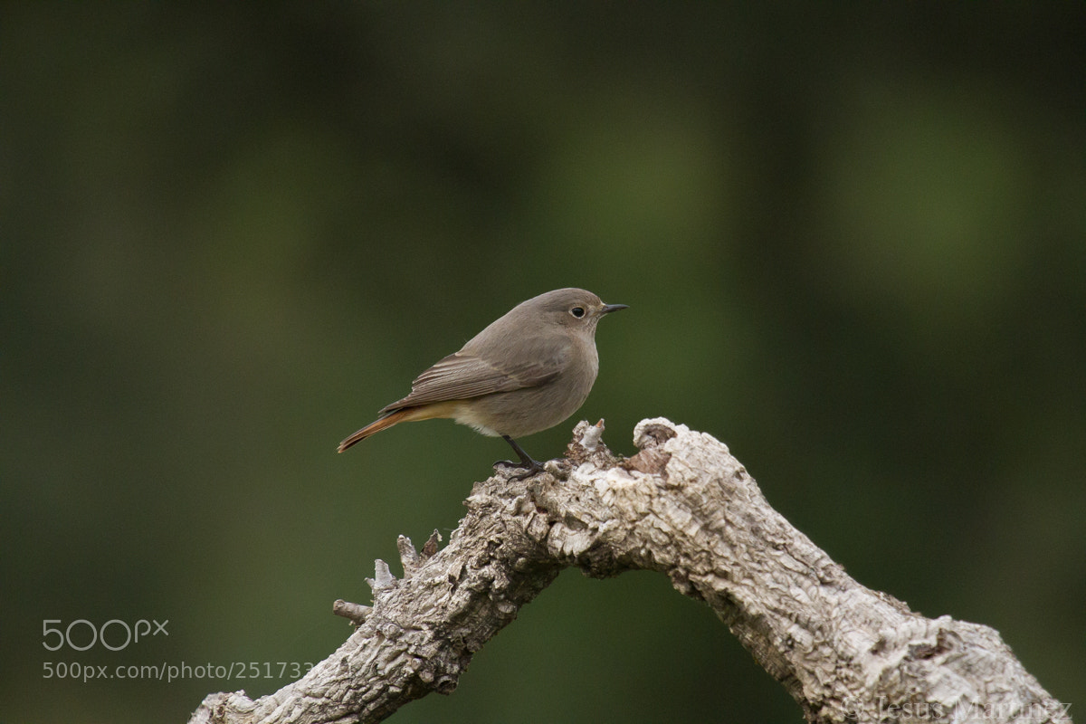 Canon EOS 7D sample photo. Untitled photography