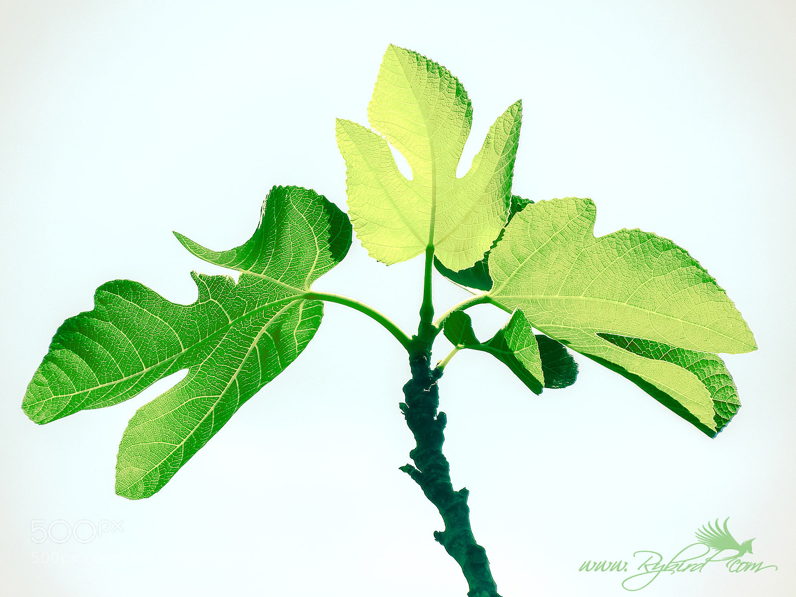 Fujifilm FinePix S1 sample photo. Fig leaves of spring photography