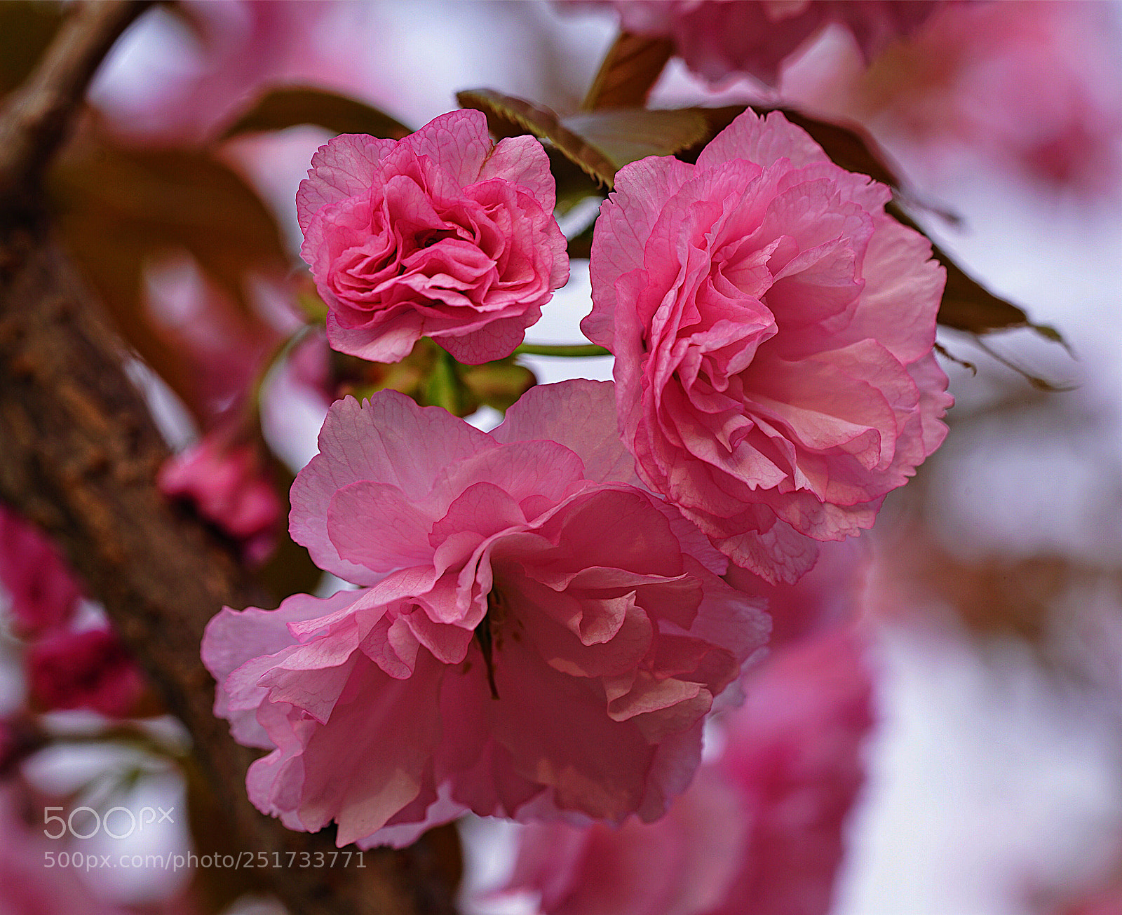 Sony a7R II sample photo. Untitled photography