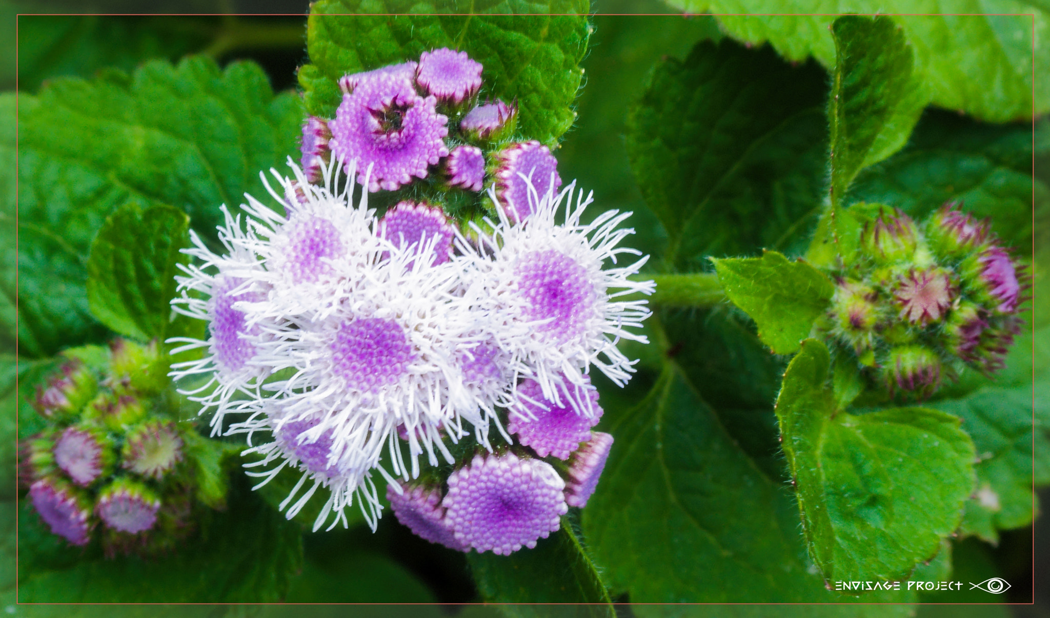 Nikon 1 J1 sample photo. Pink and white photography