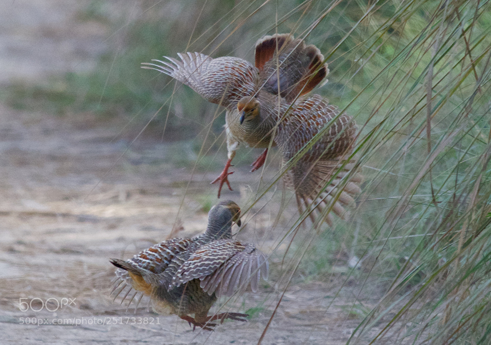 Nikon D500 sample photo. Flying kick 2 photography