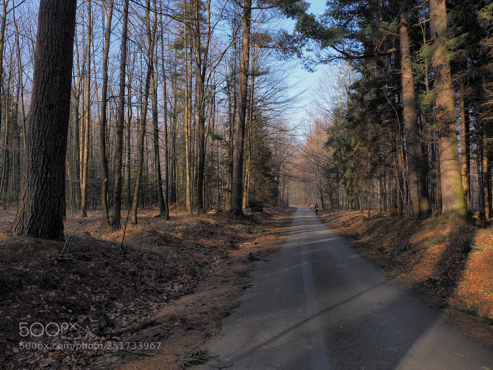 Olympus OM-D E-M1 Mark II sample photo. Scenic road in forest photography
