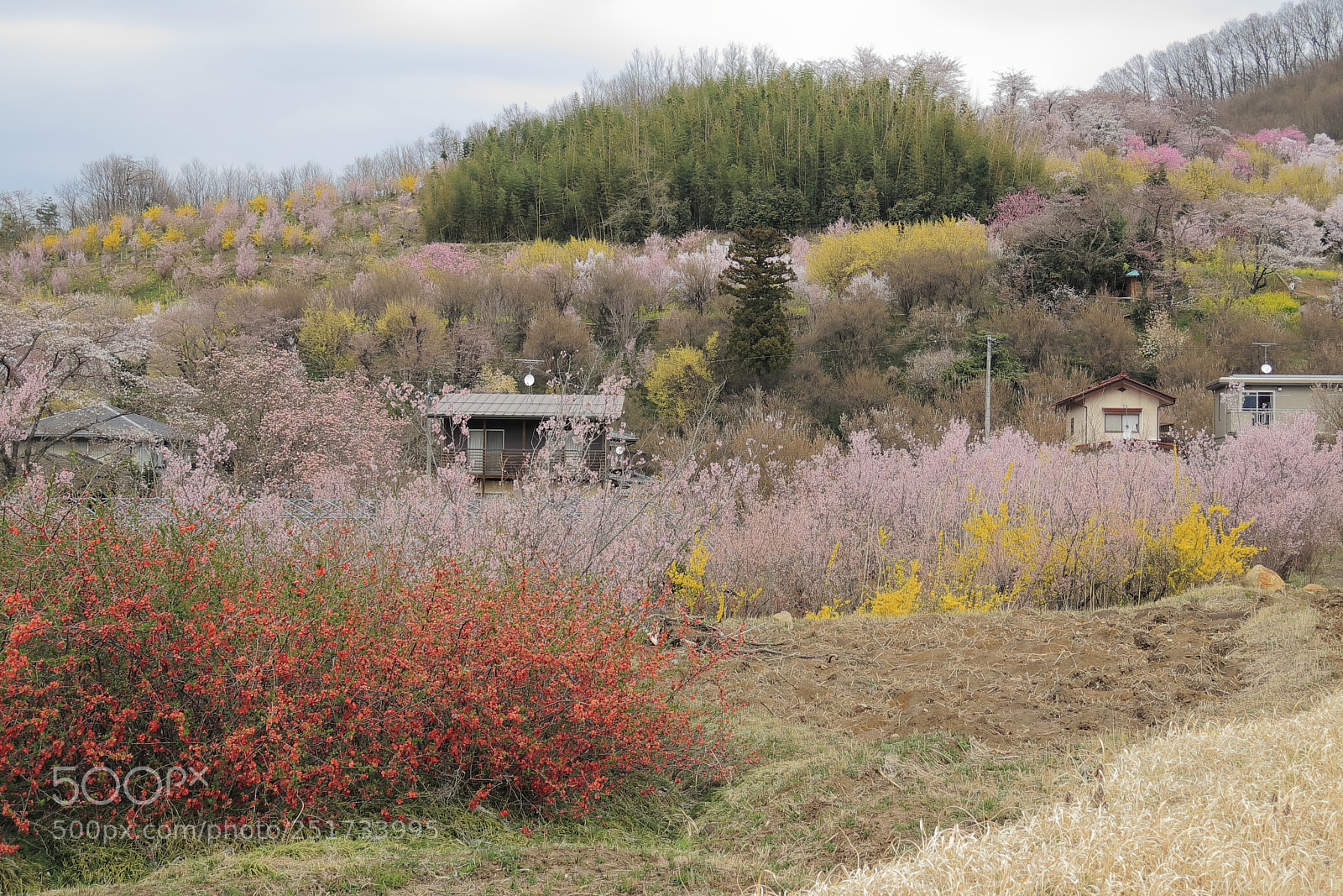 Canon PowerShot G16 sample photo. Spring in satoyama photography