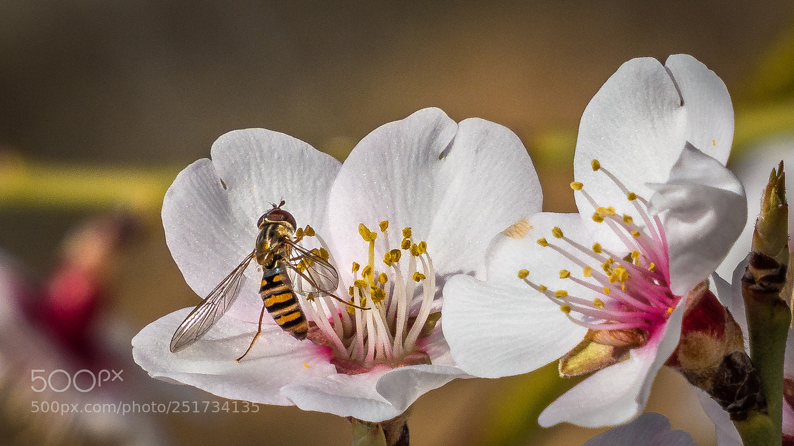 Panasonic DMC-FZ72 sample photo. Hoverfly photography