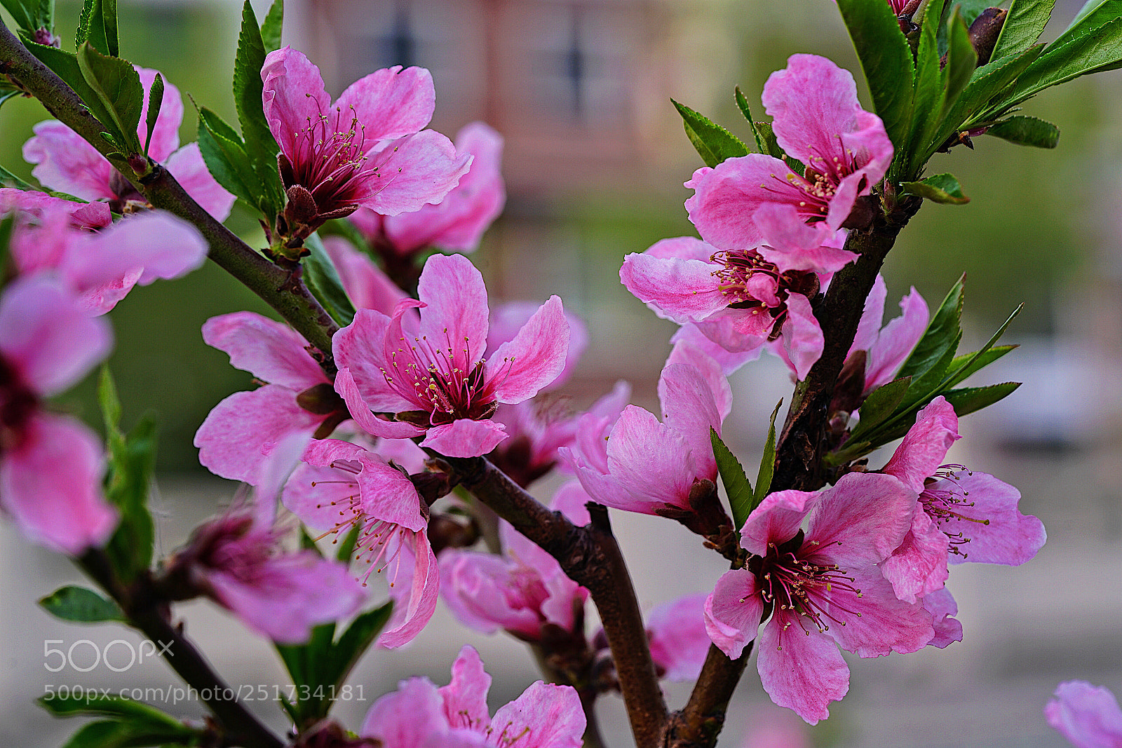 Sony a7R II sample photo. Untitled photography