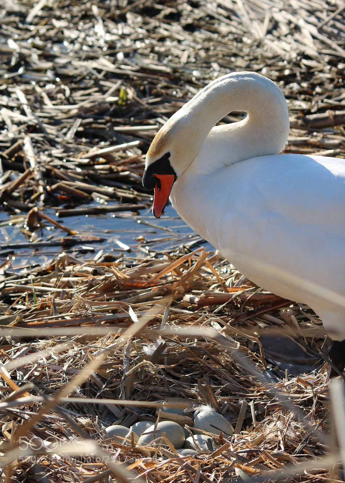 Canon EOS 750D (EOS Rebel T6i / EOS Kiss X8i) sample photo. Happy easter! photography