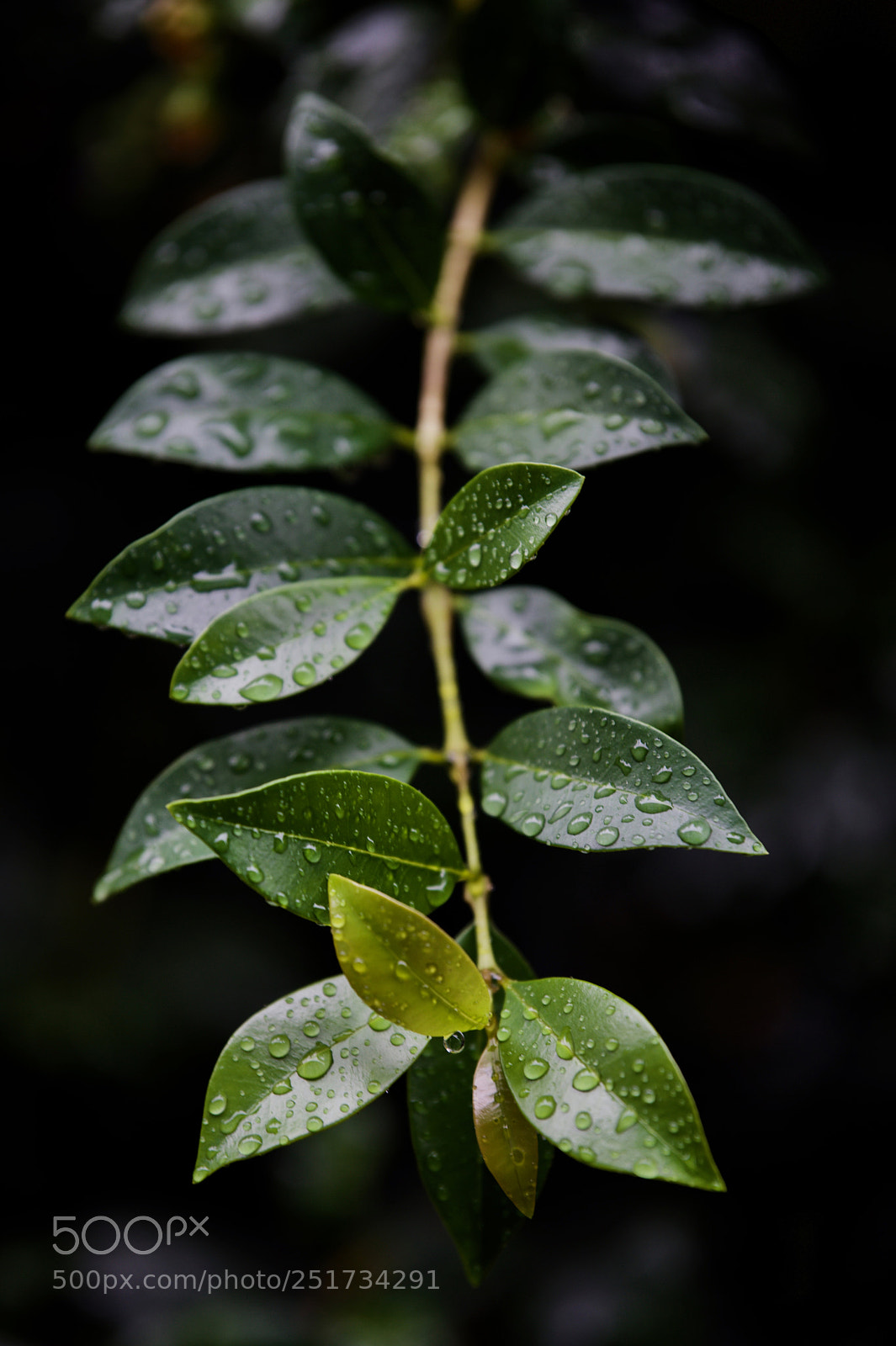 Nikon D810 sample photo. Simplicity.. photography