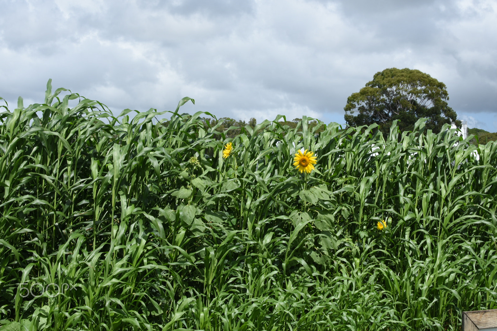 Nikon D3400 + Nikon AF-S DX Nikkor 35mm F1.8G sample photo. Sunflower field photography