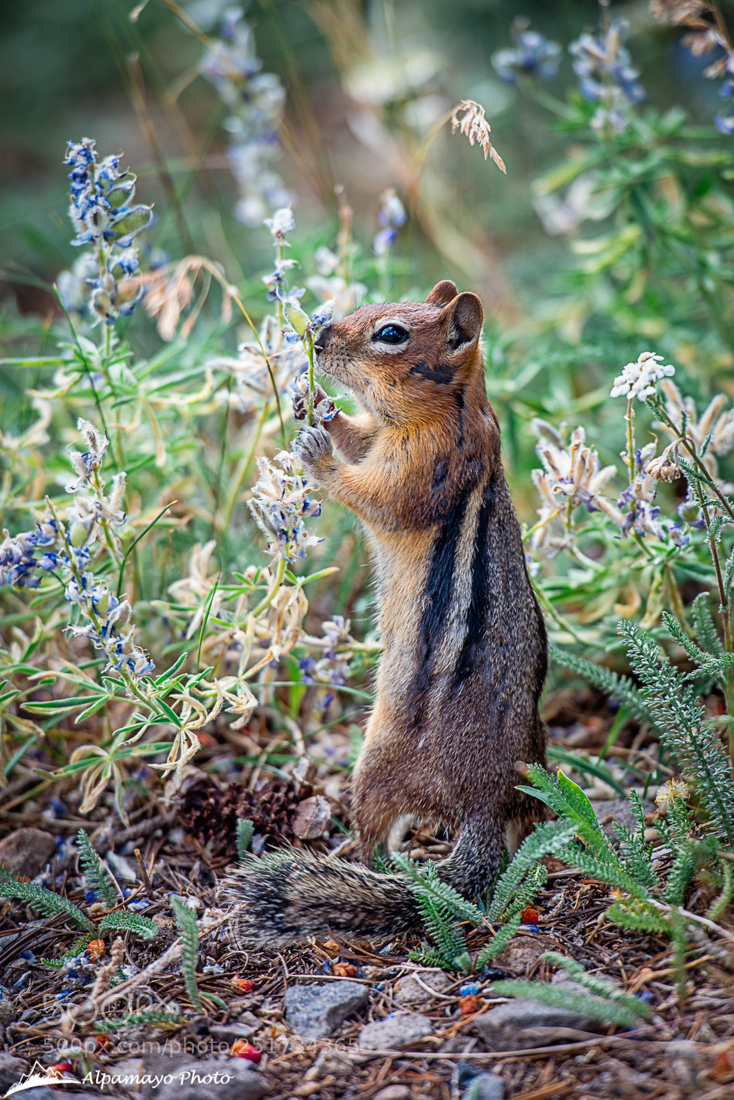 Nikon D800 sample photo. Chipmunk snacking on wildflowers photography