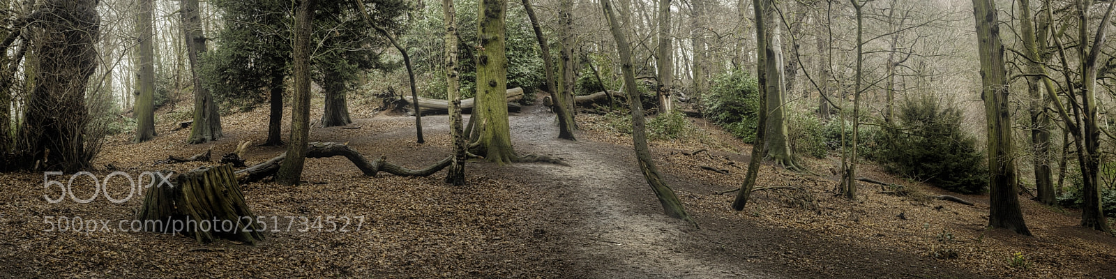 Canon EOS 5D Mark II sample photo. Woodland photography
