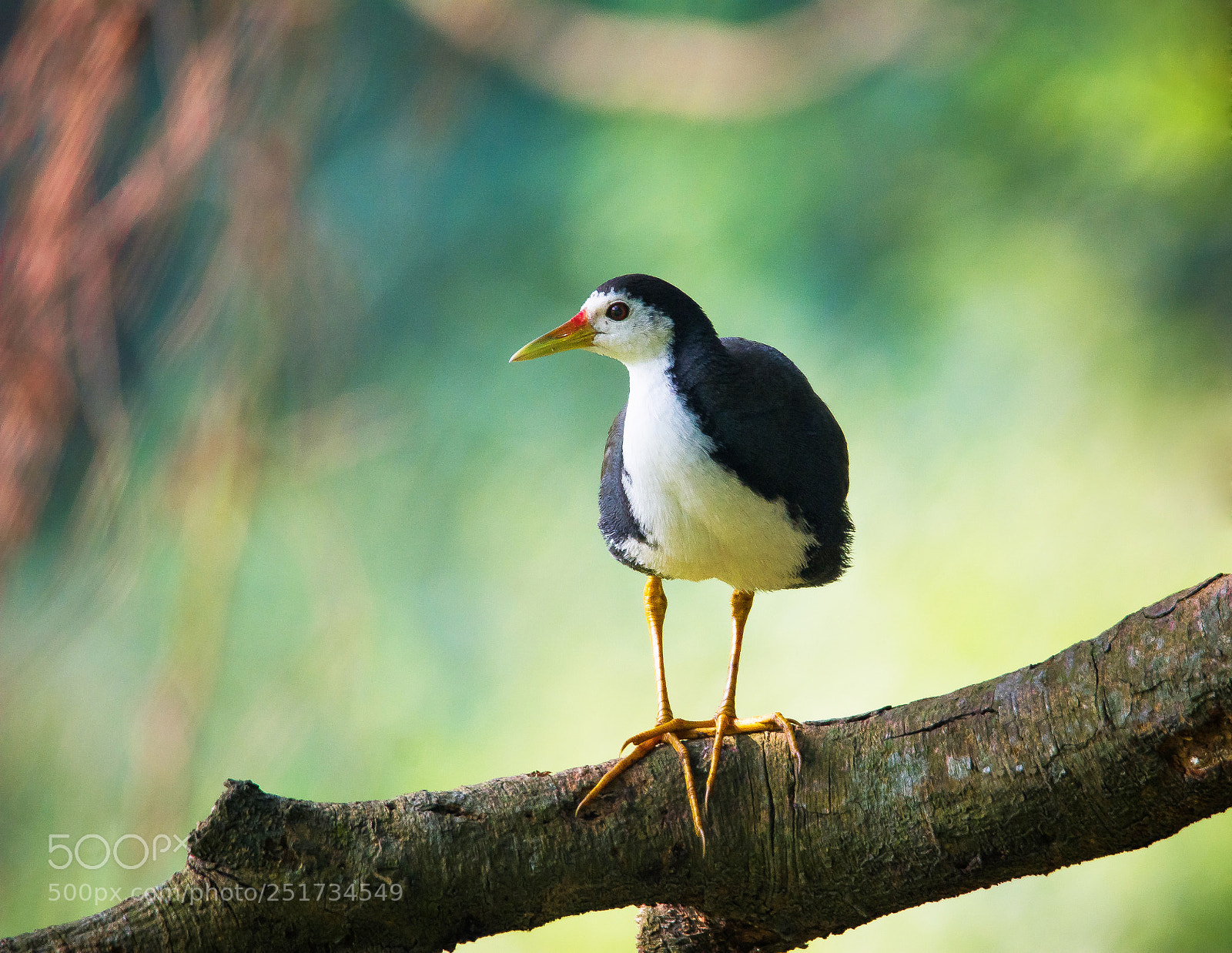Nikon D5200 sample photo. Waterhen photography
