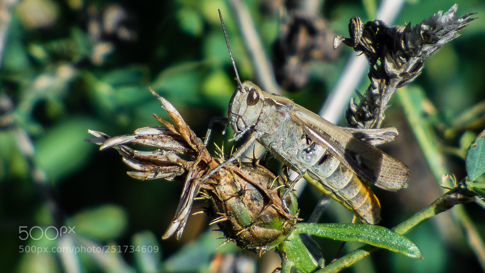 Panasonic DMC-FZ72 sample photo. Saltamontes photography