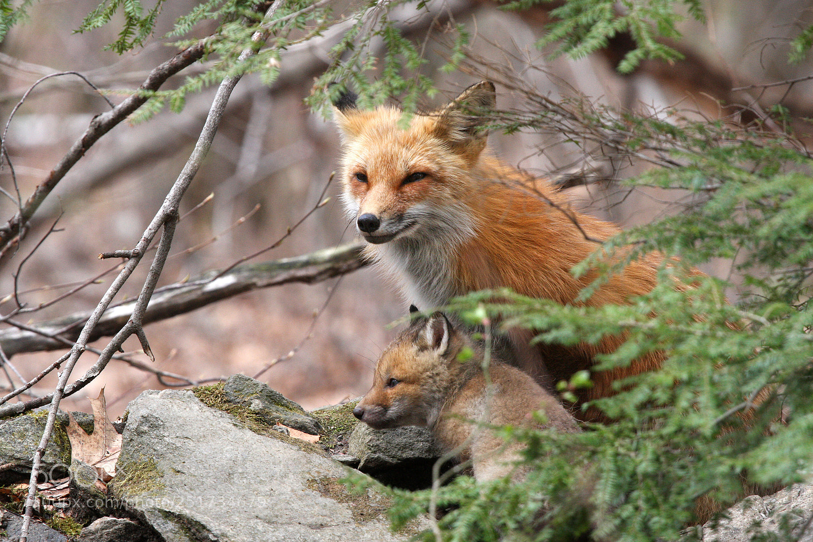Canon EOS 40D sample photo. Protective mother fox photography