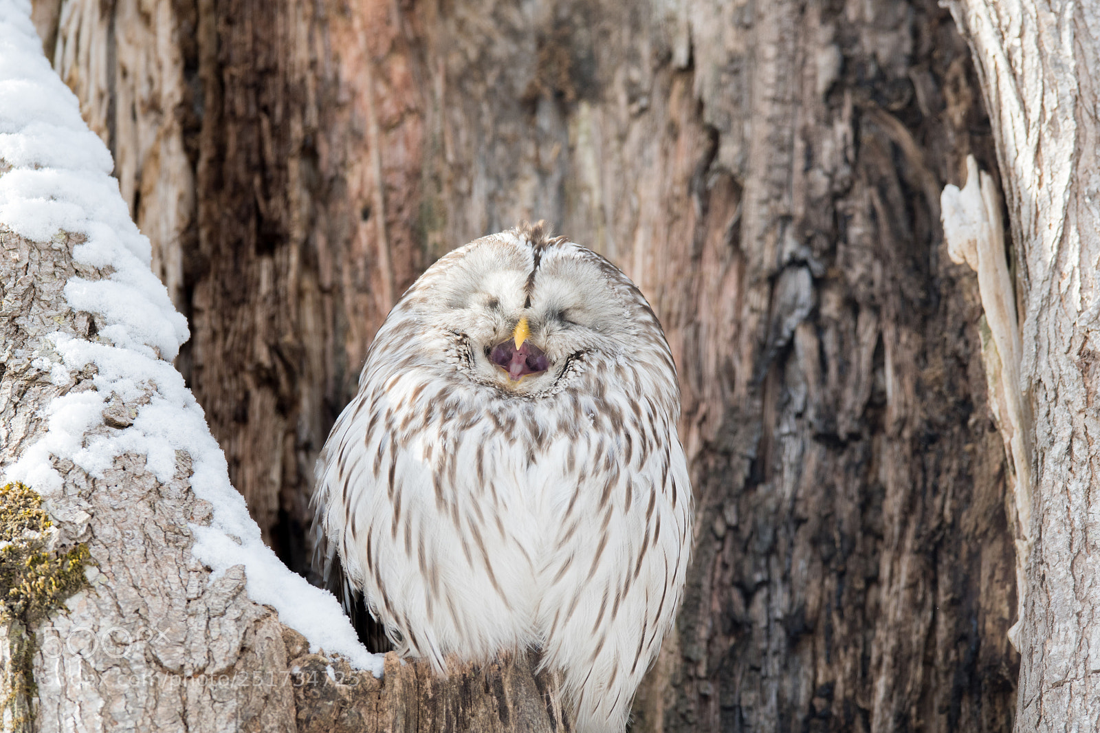 Nikon D500 sample photo. Owl's yawn photography