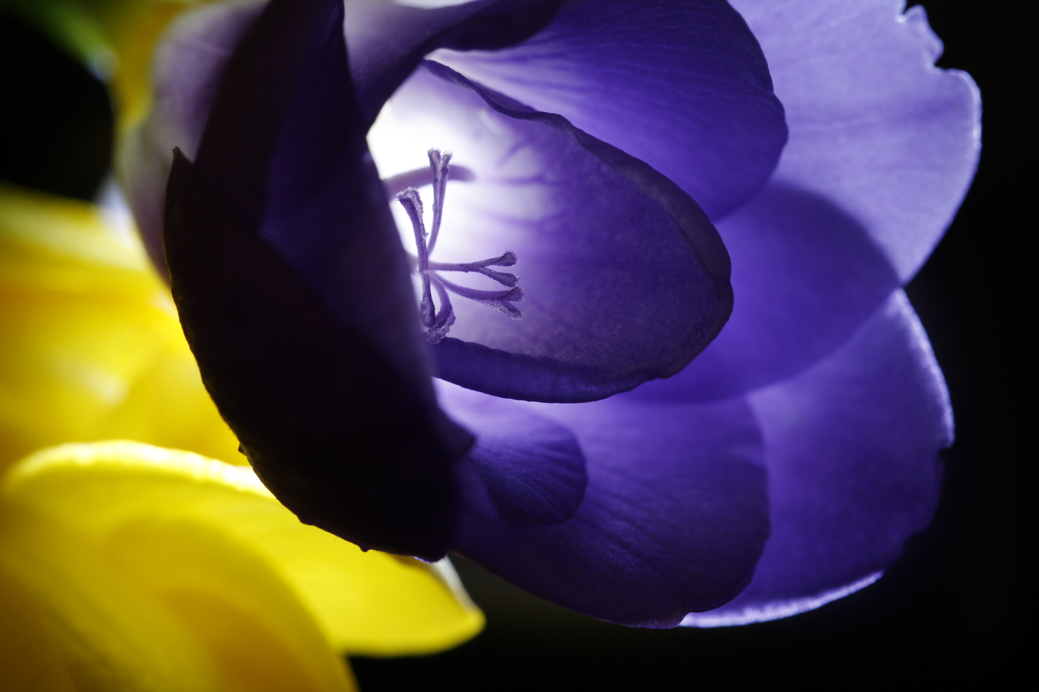 Canon EF 100mm F2.8L Macro IS USM sample photo. Diffusion flower photography