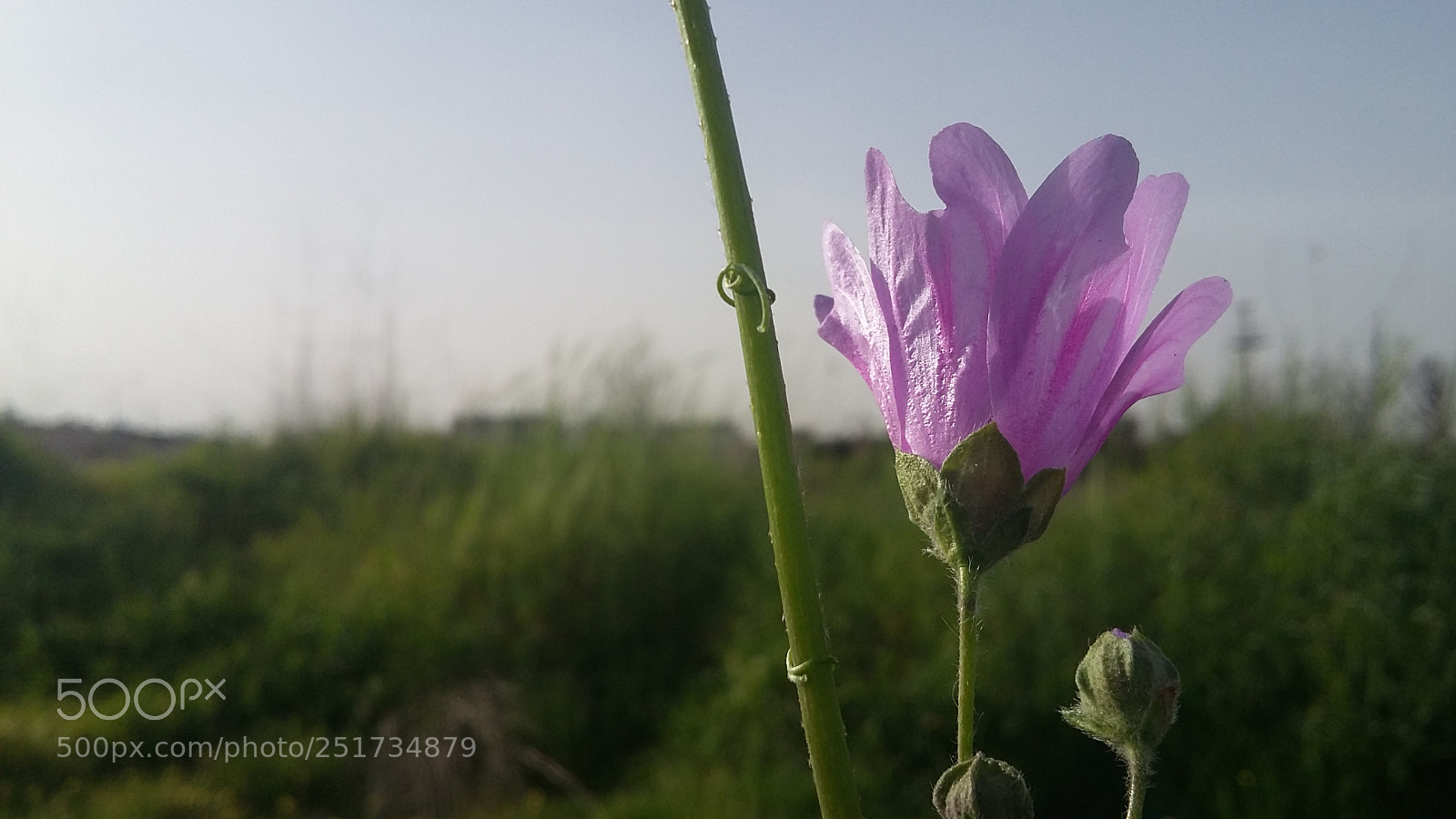 Samsung Galaxy Grand Prime sample photo. Upward photography