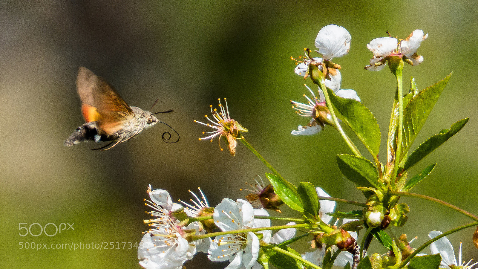 Panasonic DMC-FZ72 sample photo. Insecto colibri photography